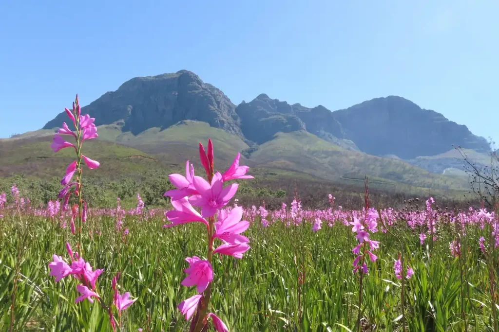 Flowers and Helderberg Mountain - Cape Town Picnic Spots