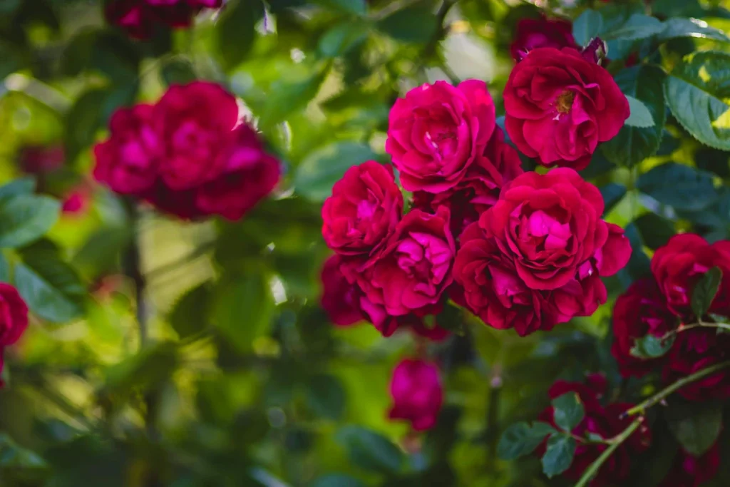 Pink Roses - Company's Gardens, Cape Town