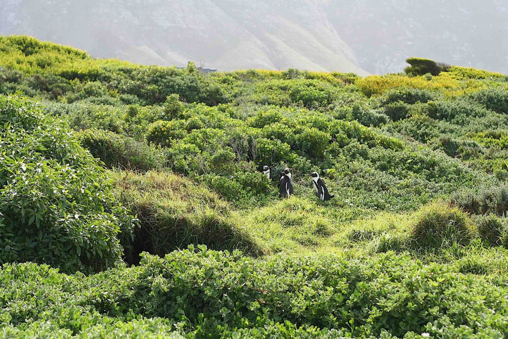 Beyond Boulders: Other Places to See Penguins