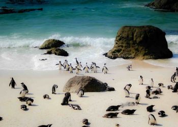 Cape Town Penguin Secrets - Beyond Boulders