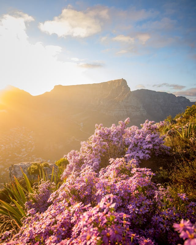 Choose the Right Season - Tour cape town south africa
