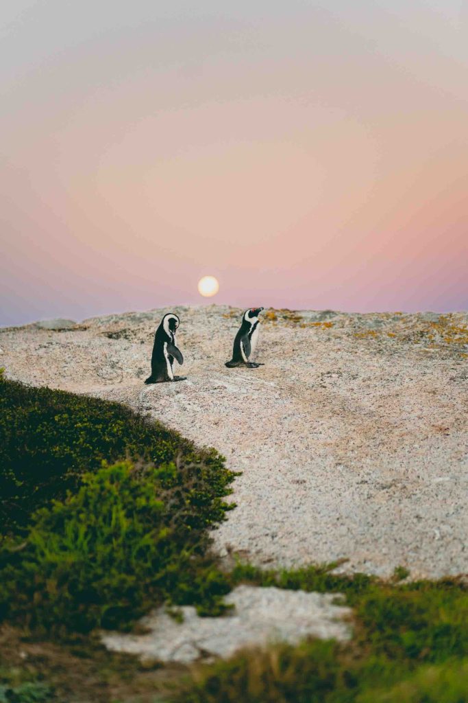 Explore Simon’s Town and Beyond 