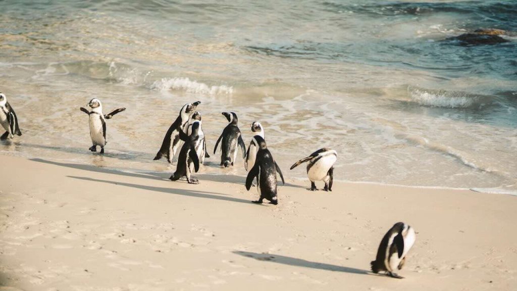 Fascinating Facts About Cape Town Penguins