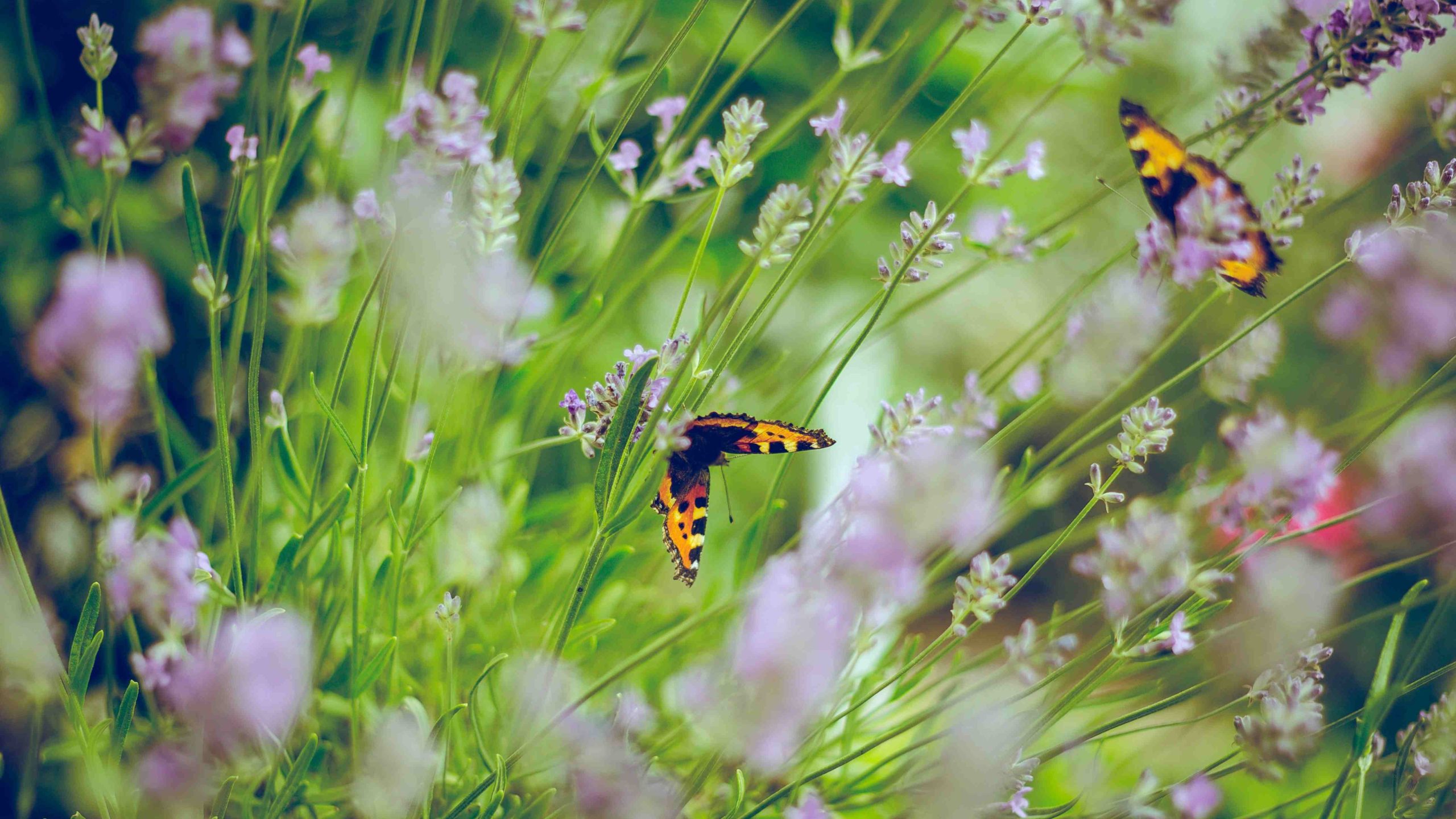 Garden Cape Town