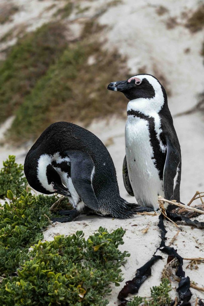 How Penguins Move Around Simon’s Town