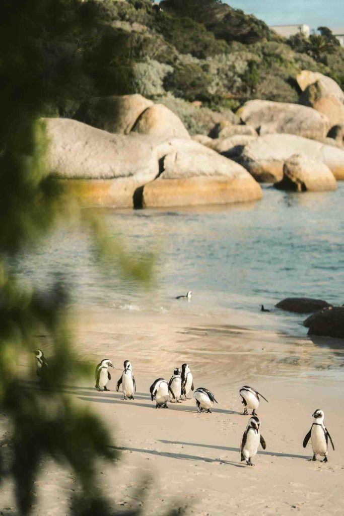 How Penguins Move Around Simon’s Town