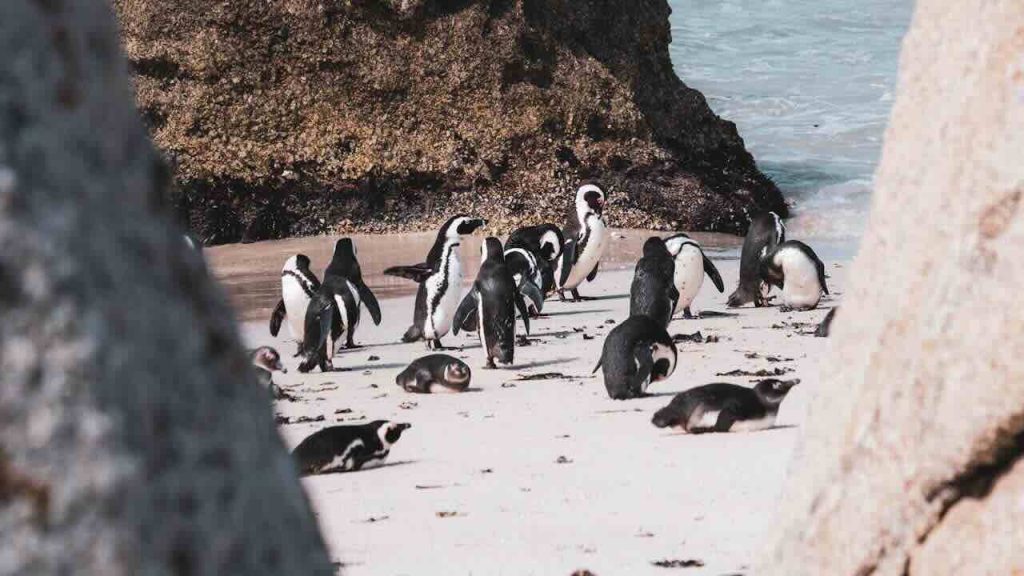 Responsible Viewing: Protecting Cape Town Penguins