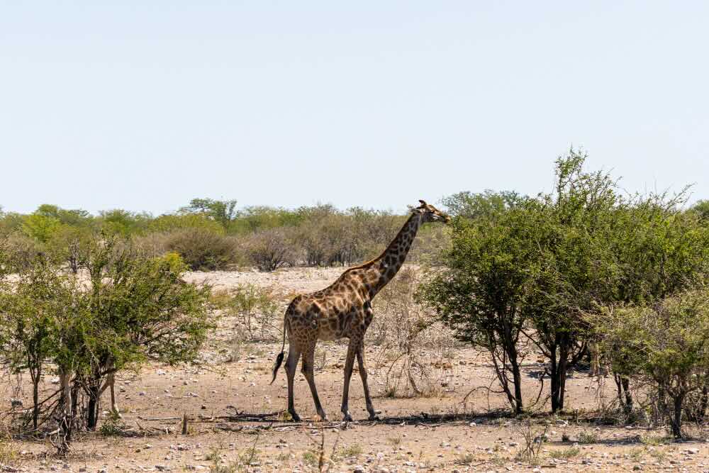 Safari Don'ts: What to Avoid