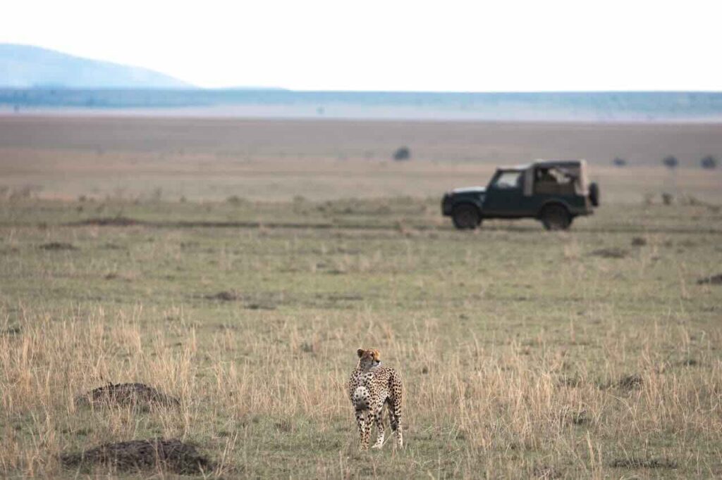 Safari Reserves Near Cape Town