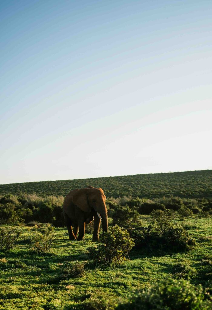 Safari Reserves Near Cape Town