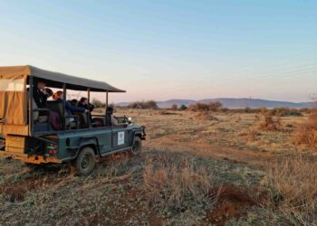 Safari South Africa Cape Town First-Time