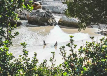 Seaforth Beach Cape Town Hidden Gem