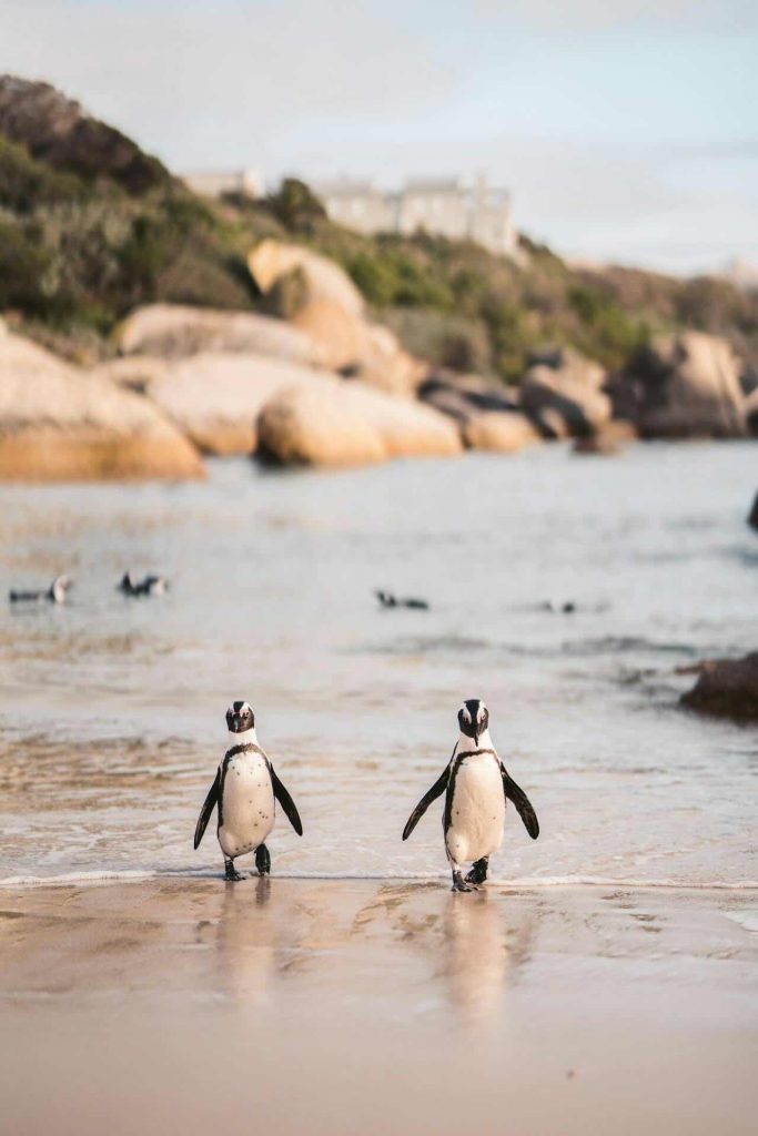 The Story Behind Cape Town Penguins