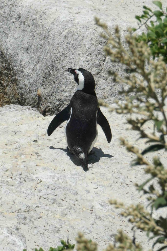 The Story Behind Cape Town Penguins