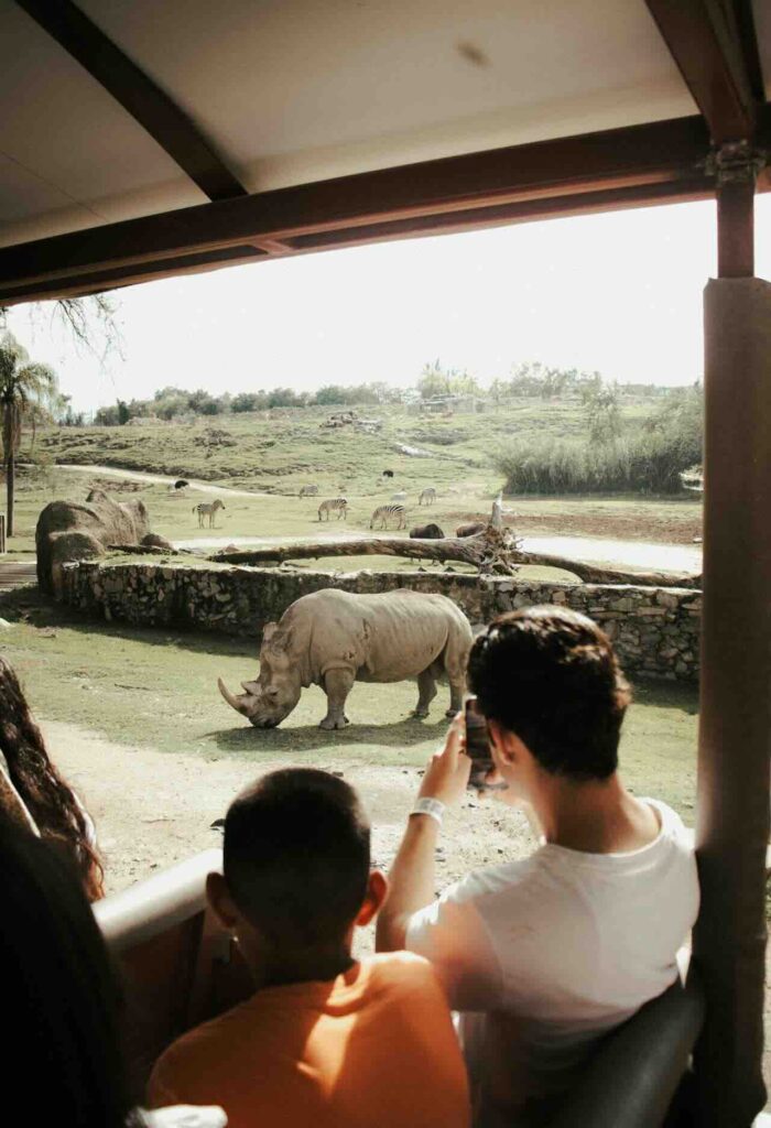Two Ways to Safari in Cape Town