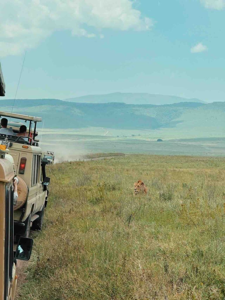 What First-Time Safari Visitors Need to Know
