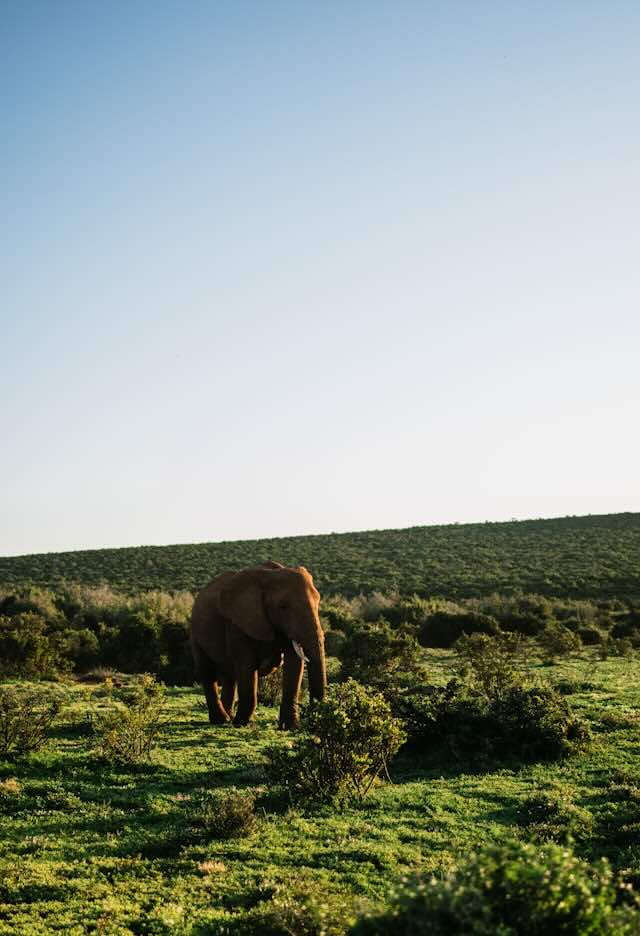 What First-Time Safari Visitors Need to Know