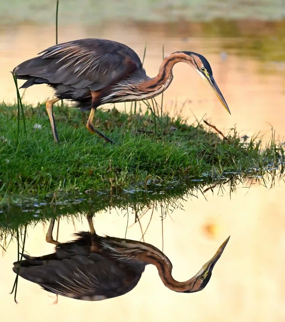 Grey Heron at Intaka Island - Cape Town