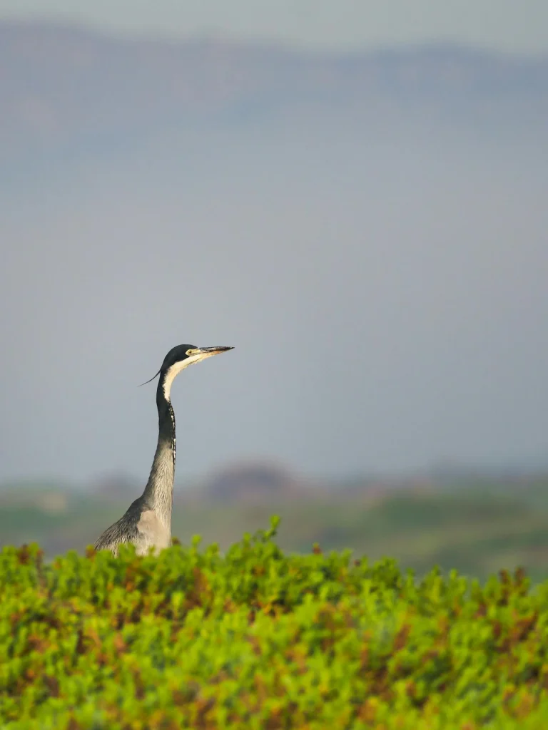 Heron in the Glencairn Wetlands - Cape Town