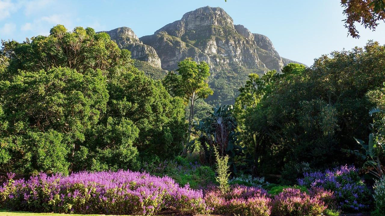 Kirstenbosch botanical gardens