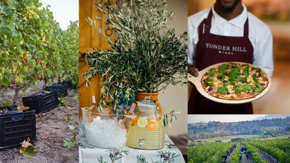 Yonder Hill Wine Estate - Somerset West