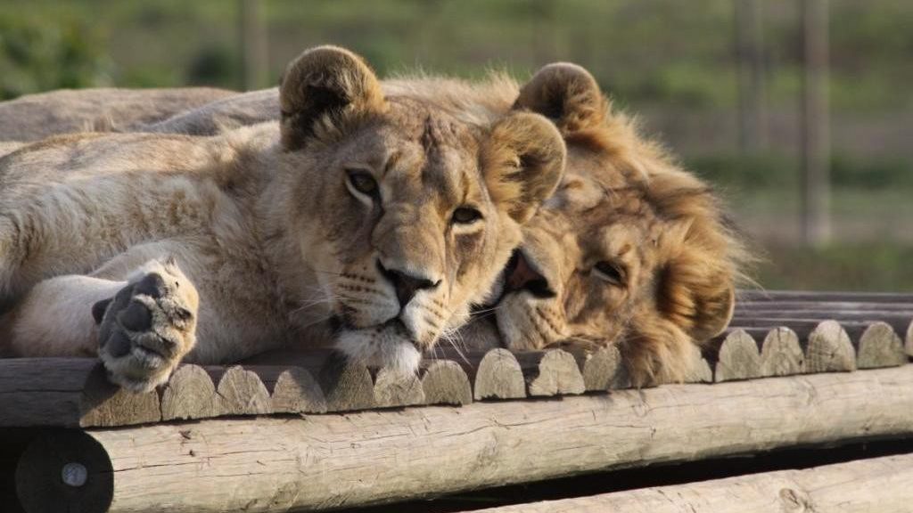 Drakenstein Lion Park