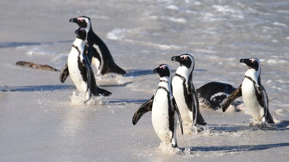 Penguin Tour at Cape Point